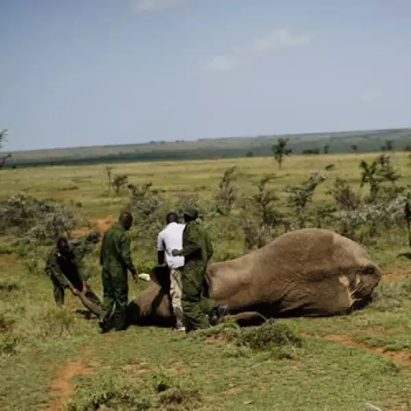 Traslado de elefante en Kenya