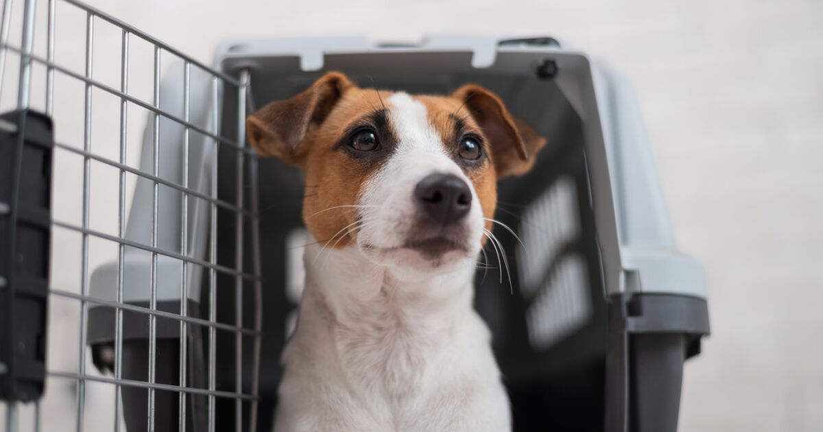 Puppies ride a special bullet train car in Japan Puppies ride a special bullet train car in Japan