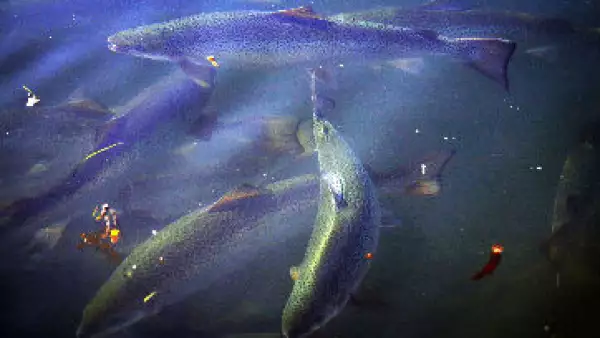 salmon_pesca