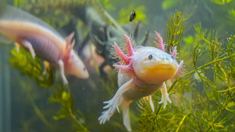 UNAM realiza nuevo censo del ajolote en Xochimilco