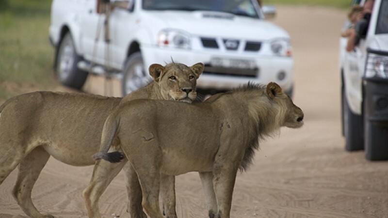 leones