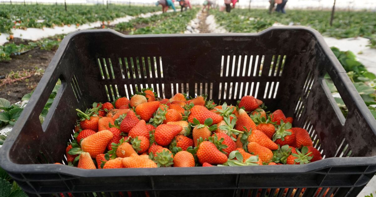 ABD'de çileklere antidamping soruşturması yapılıyor
