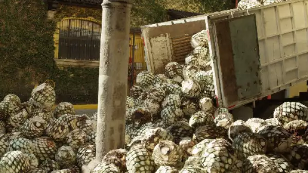 agave-auto3