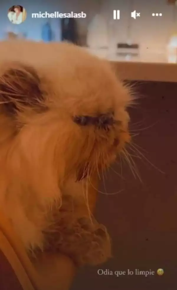 Valentino, el gato de Michelle Salas