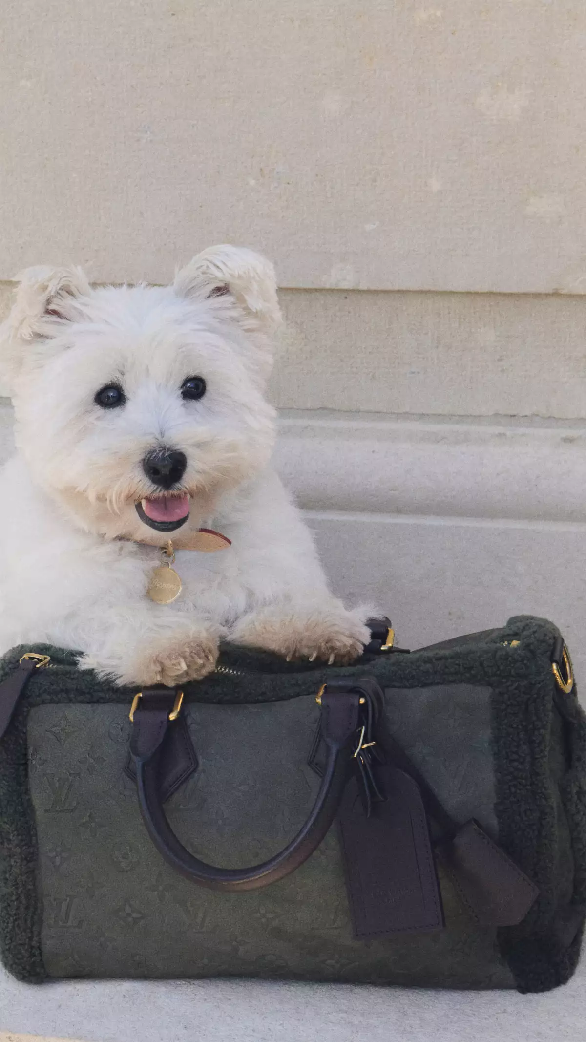 louis-vuitton-perritos