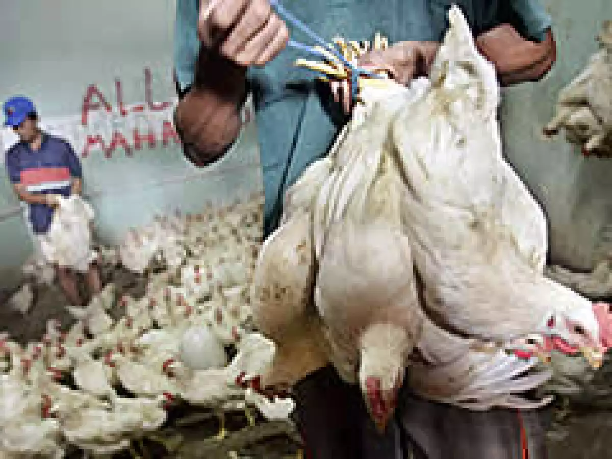 Bachoco señala que la demanda de pollo ha estado débil y esto, aunado al crecimiento de la industria, ocasionó una fuerte sobreoferta. (Foto: Archivo)