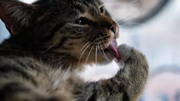 por-que-se-llama-karen-dueñas-gatos