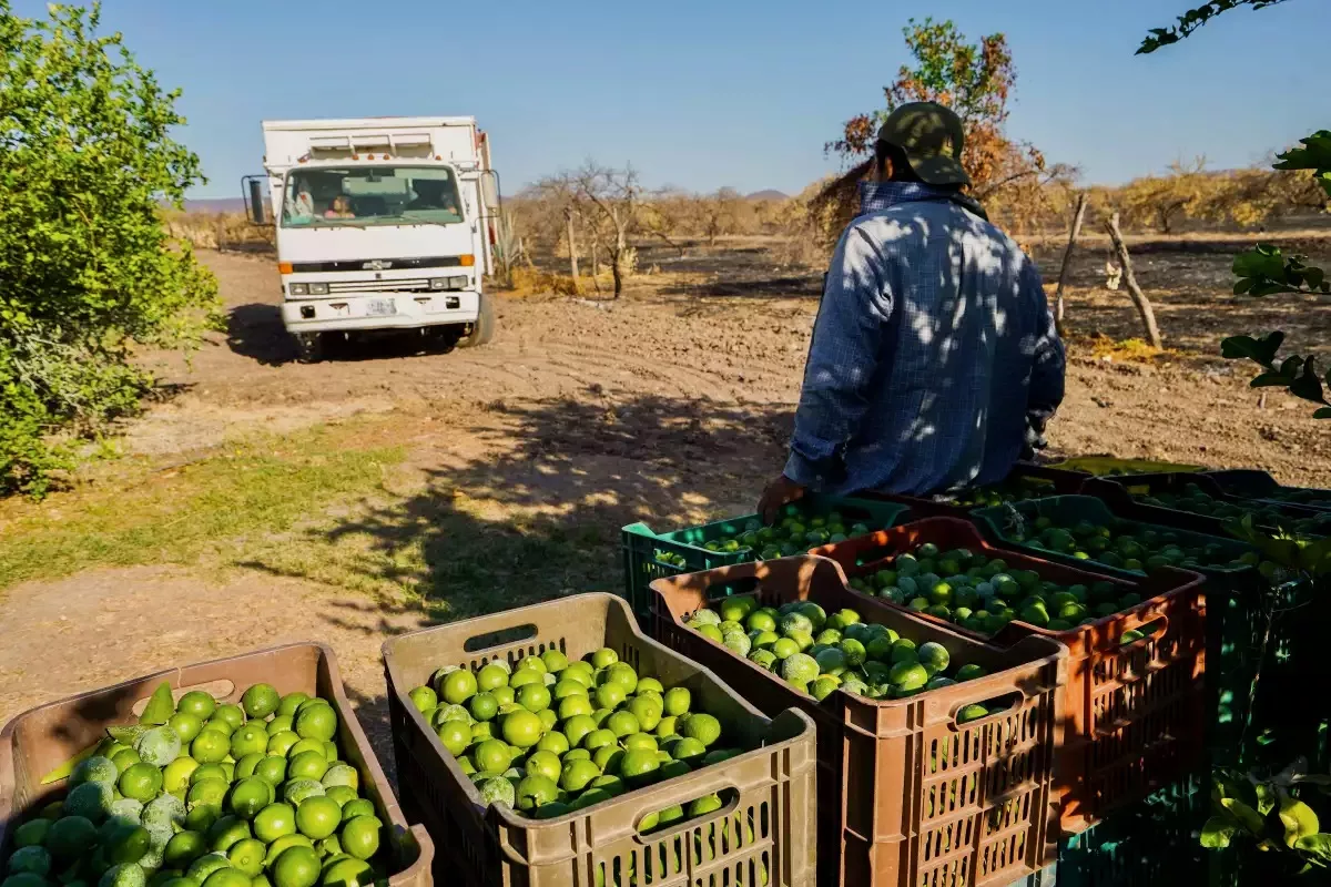 limoneros-michoacan