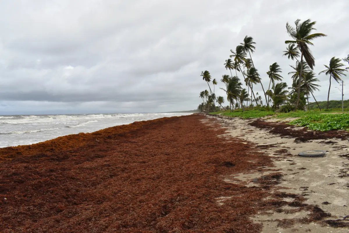 No más sargazo en playas: Ya es un recurso pesquero y podrá utilizarse en zapatos y fertilizantes
