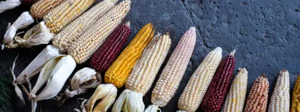 Elotes de colores blanco, amarillo y rojo