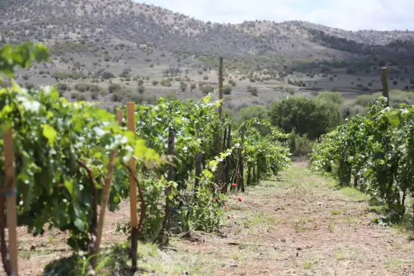 viñedos Ciénaga de Castilla