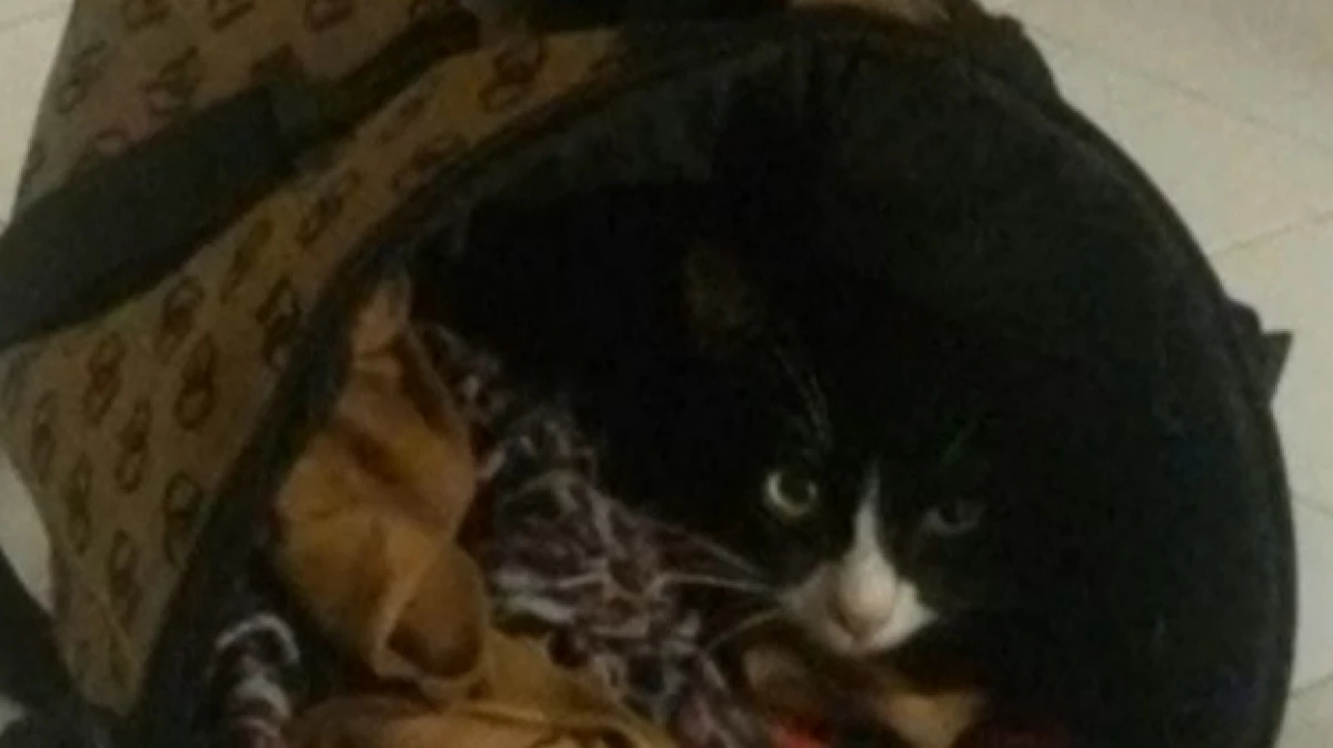 lola