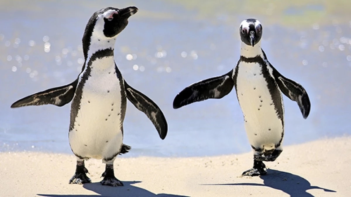 pingüinos