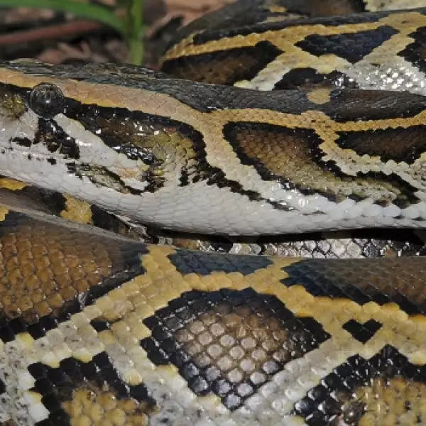 pitón de burmesa especies amenazadas