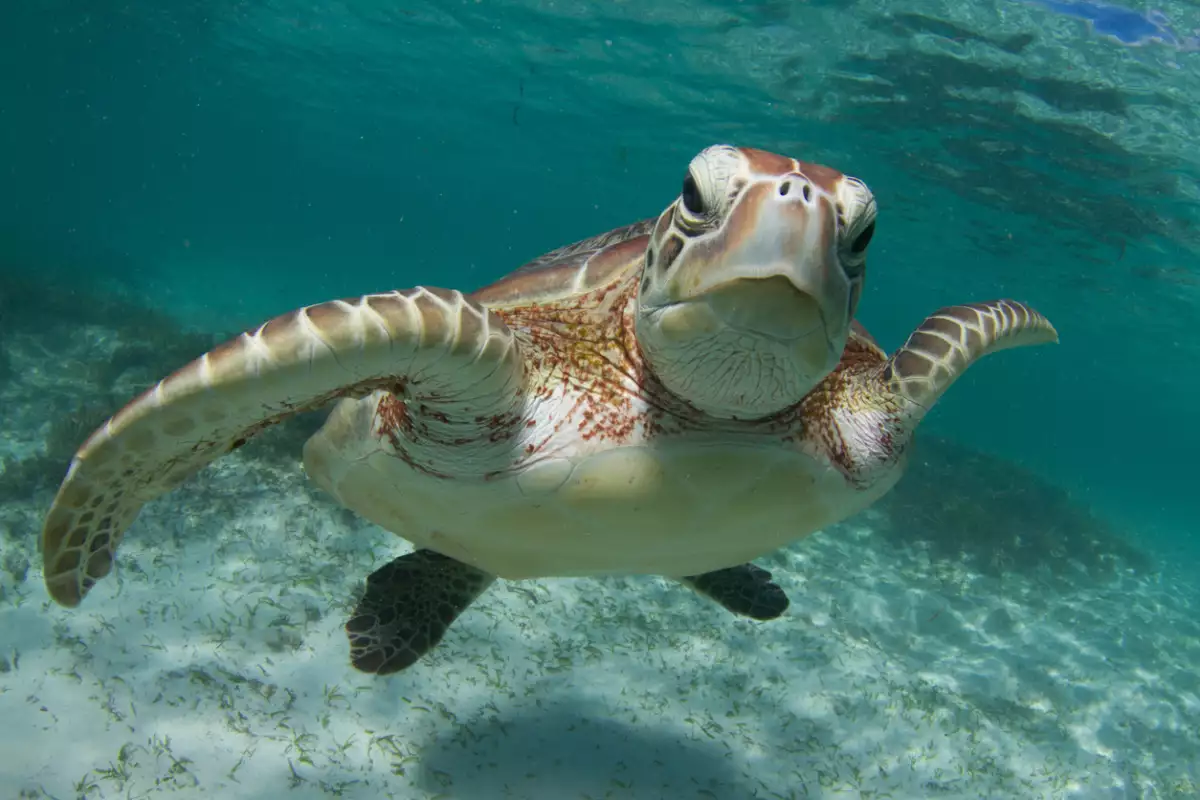 Tortuga