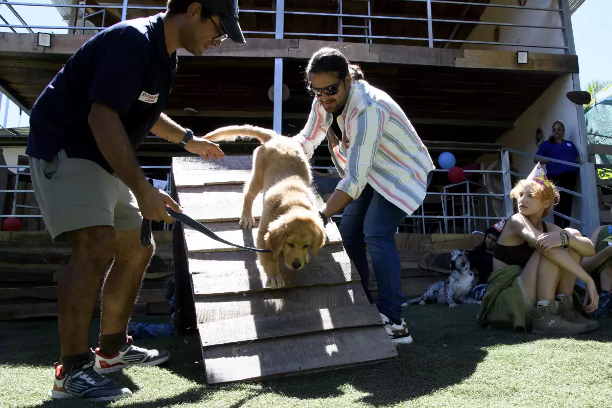 restaurante-perros-costa-rica