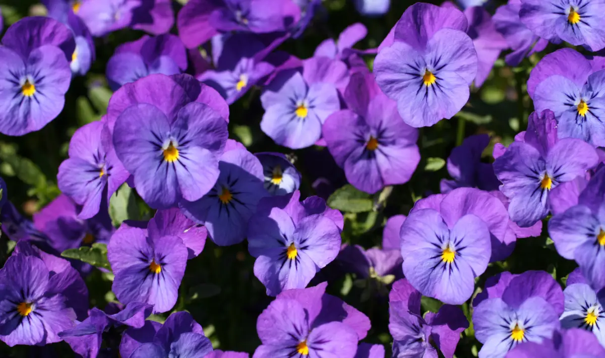 flores-moradas-9-de-octubre