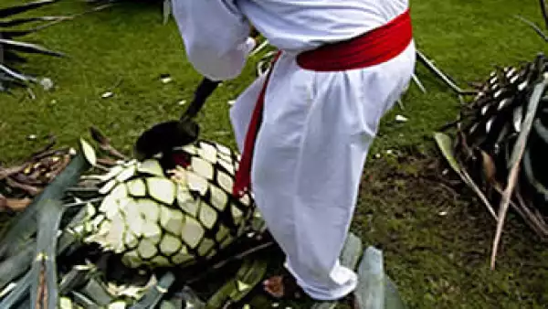 Agave (Foto: Cortesía Lemmy Caution)