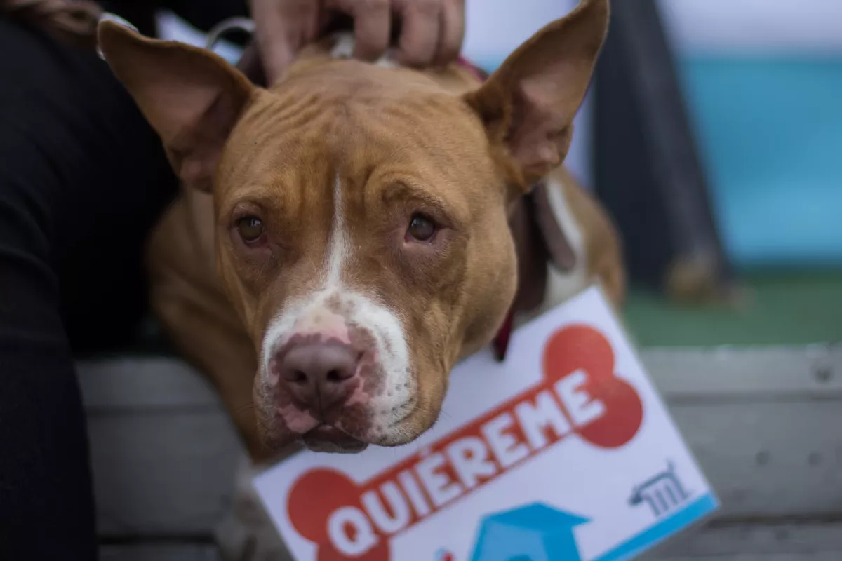 perritos calle adopción