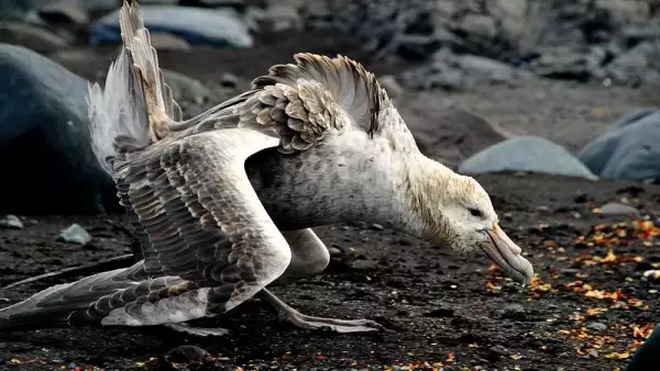 animales-modificaciones-cambio-climatico