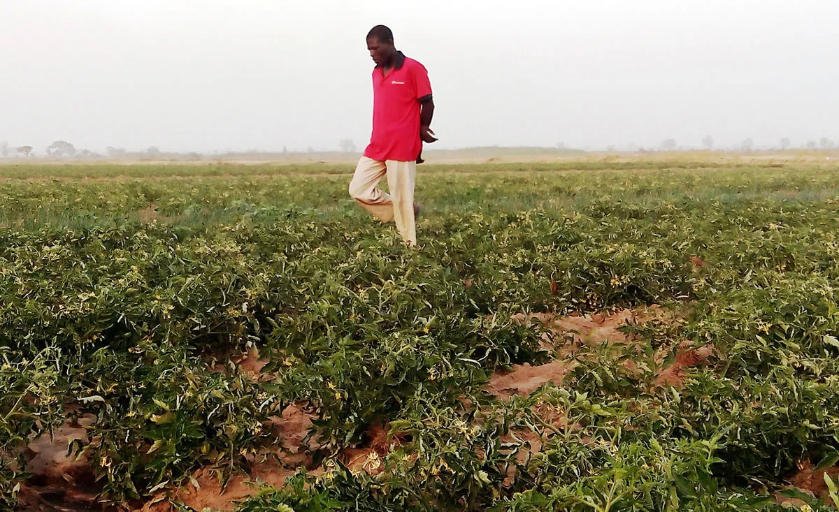 Nigeria es el segundo productor de tomate de África.
