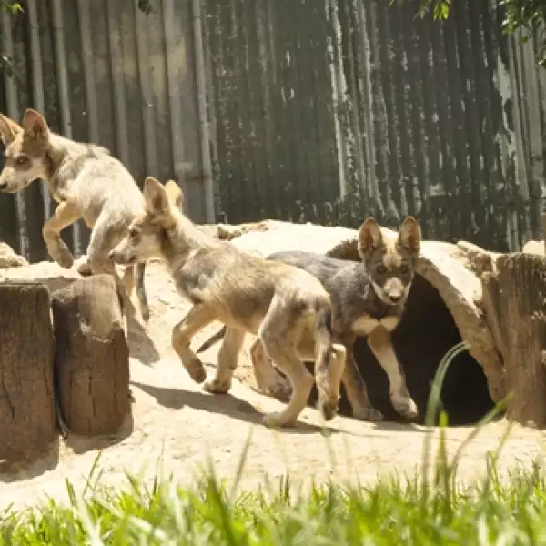 lobo mexicano San Juan 4
