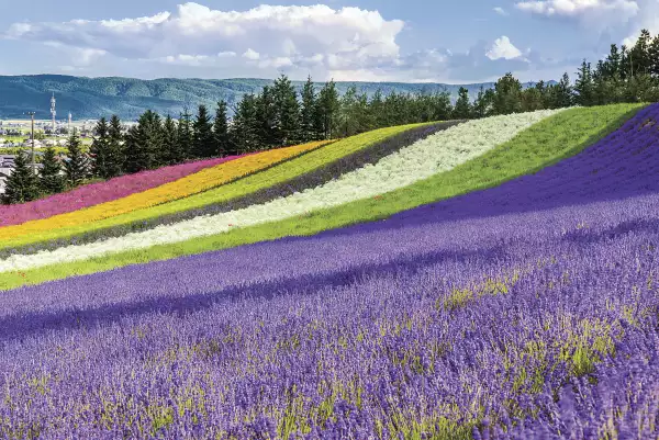 Irodori field, Tomita farm, Furano, Japan.
