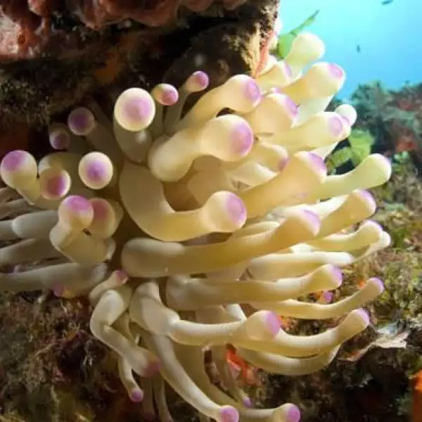 El sistema de arrecifes de Veracruz es considerado como una de las trece maravillas naturales de México.