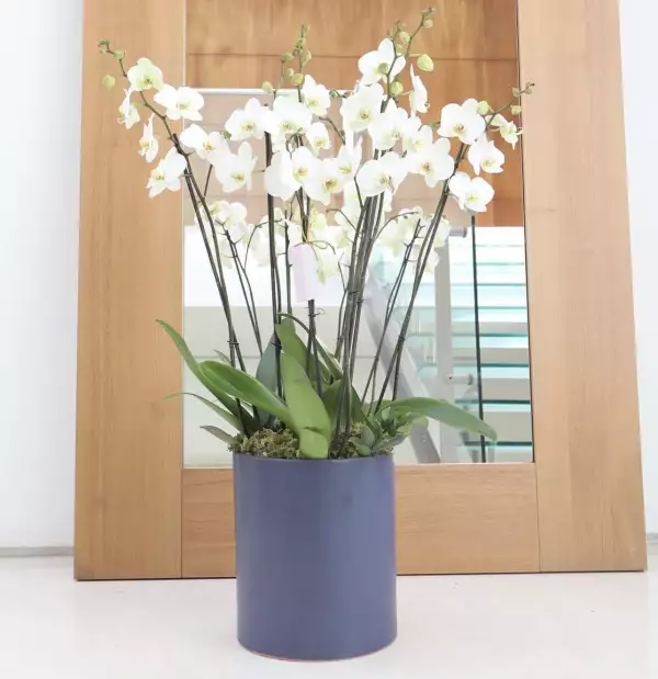 Una orquidea de Oriqudeé