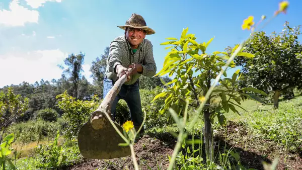 sembrando vida pago.jpg