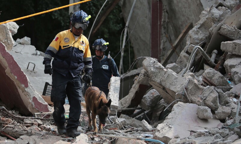 animales sismo ayuda