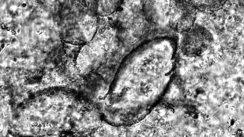 los fosiles mas antiguos de la Tierra en Australia