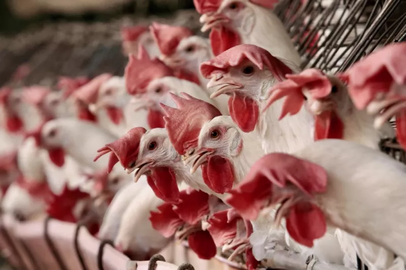 PIB México segundo trimestre 