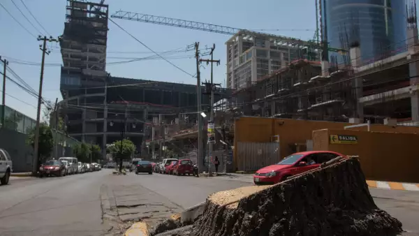 árboles talados Mitikah