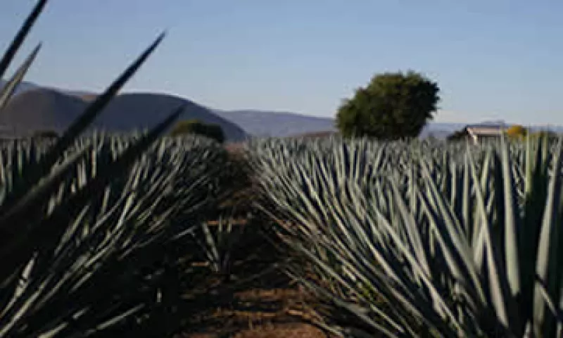 Afecciones fitosanitarias graves amenzan las prácticas productivas de millones de plantas de agave de Jalisco. (Foto: Archivo)