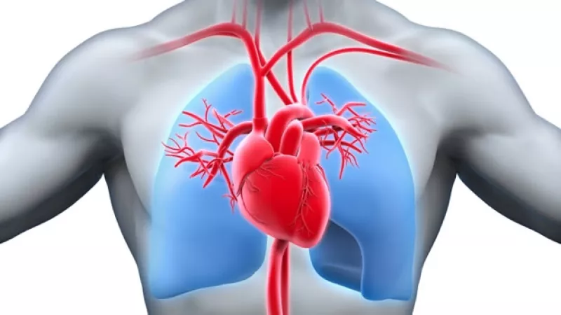 corazon y pulmones