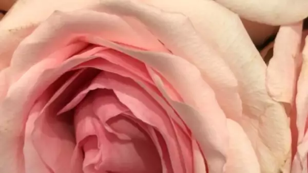 Kim Kardashian recibió decenas de flores por su cumple 37