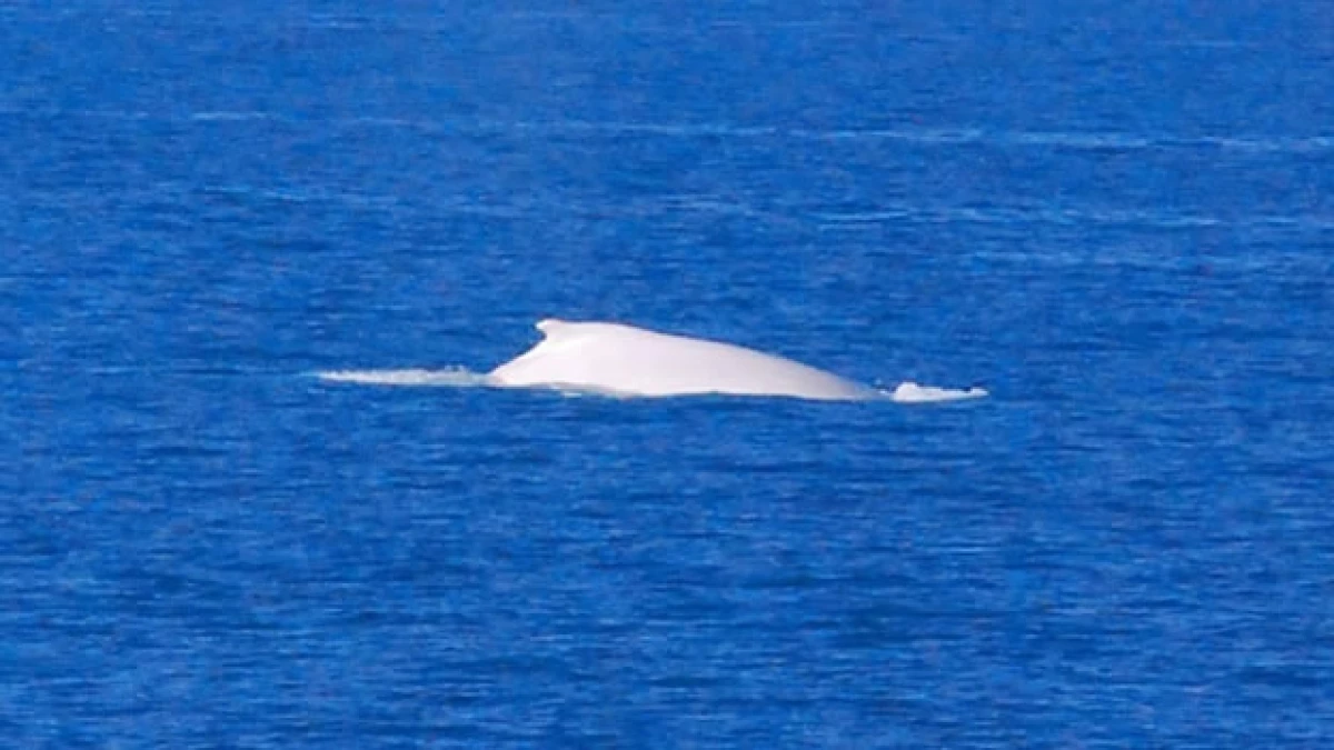 ballena jorobada albina en australia