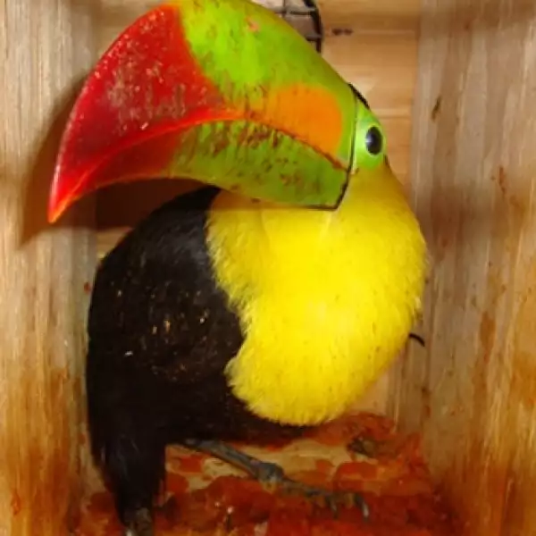 Aves Hank Rhon 
