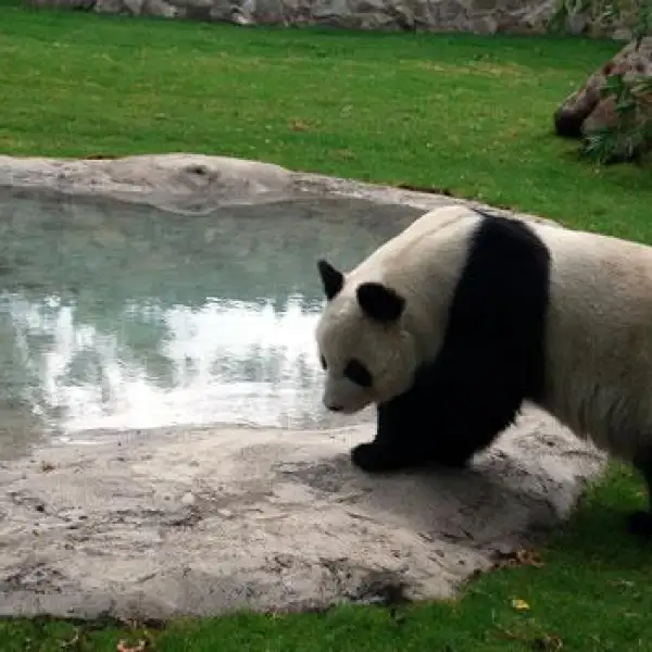 Panda Shuan Shuan