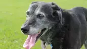 perro-senior-cuidados-especiales