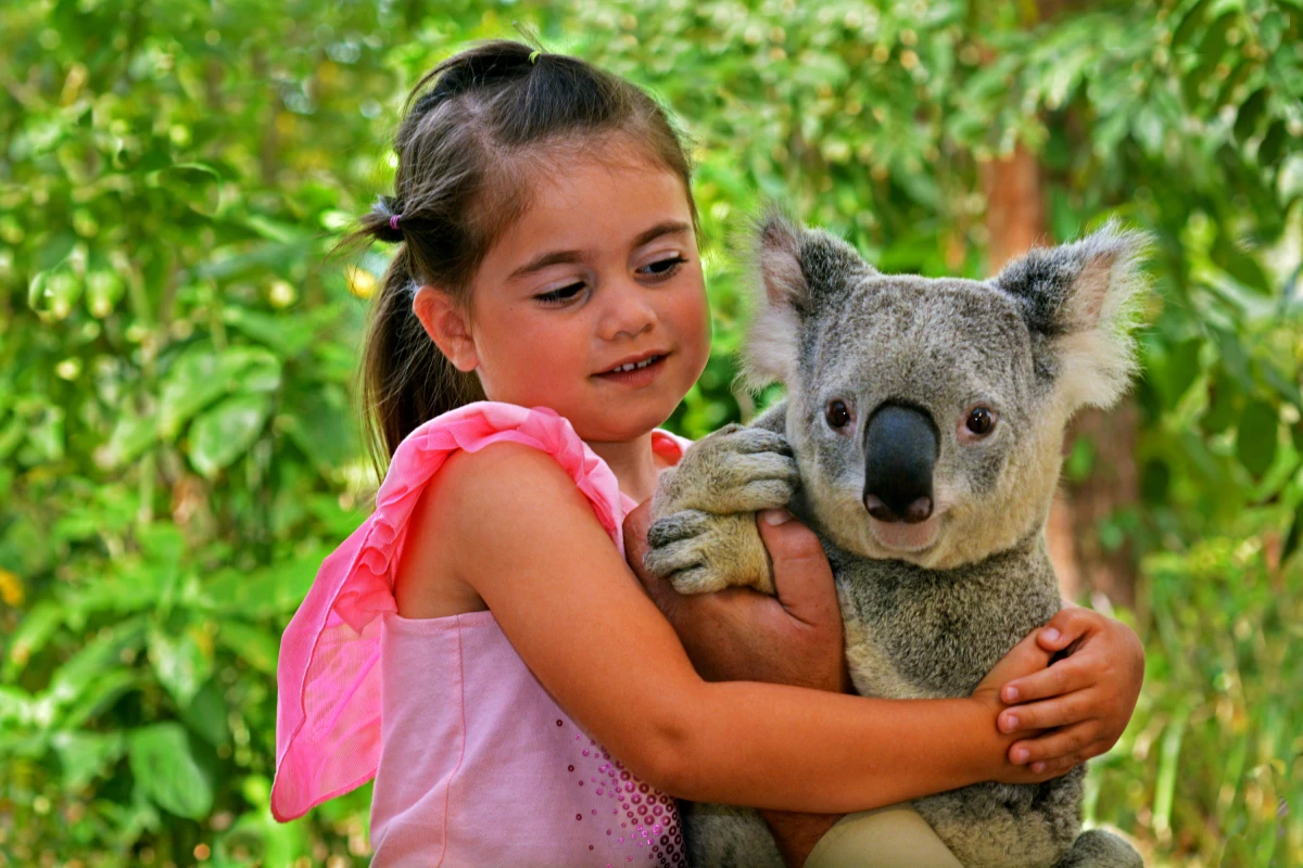 koala