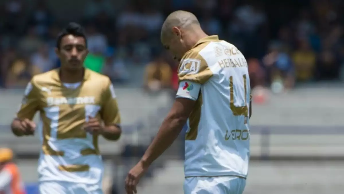 pumas