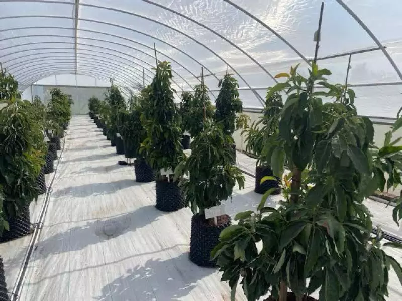 Imagen de invernadero con macetas de aguacate Luna UCR.