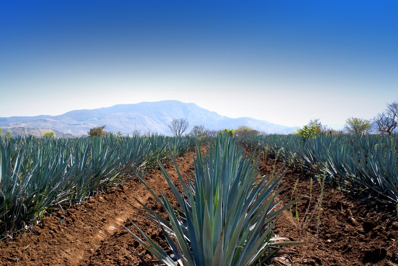 Agave caro.