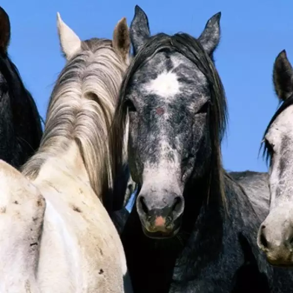 caballo salvaje wild horses