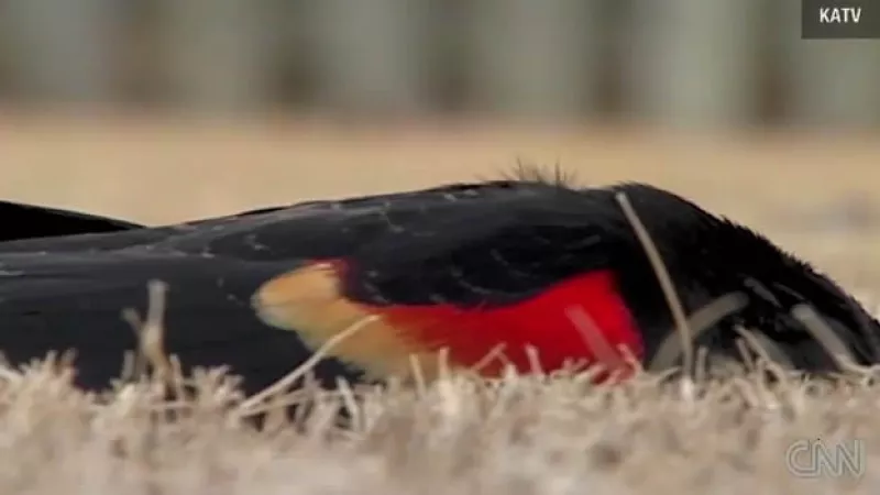 Mirlo ala roja muerto Arkansas