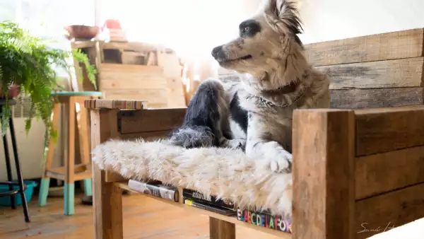 Esta microempresa de muebles para mascotas consiguió más de 27,000 pesos de amigos, familiares y extraños.