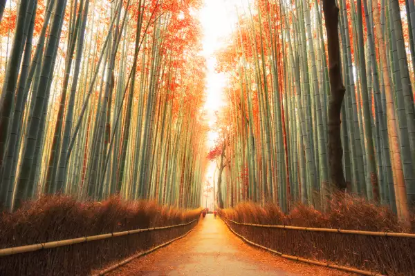 Puedes recorrer el bosque a pie o en bicicleta y pasear entre los campos de bambú