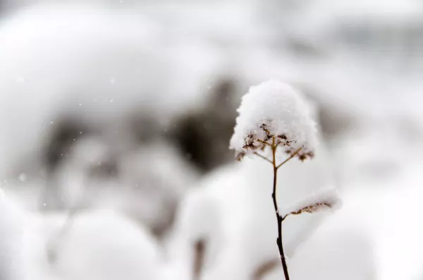 Nieve